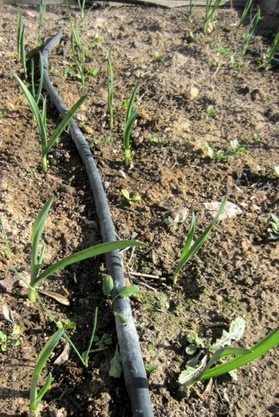 Obraz garlic shoots with drip irrigation