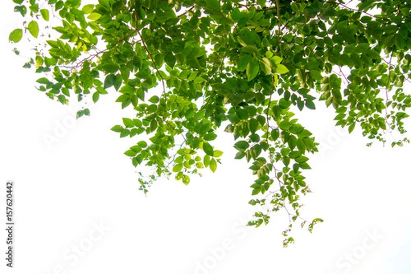 Obraz Green tree branch isolated