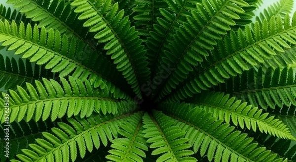 Fototapeta Nature's Intricate Tapestry: The Perfect Radial Symmetry of a Vibrant Green Fern.

