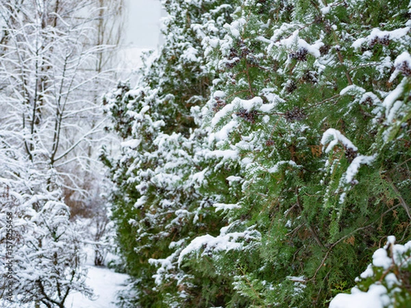 Fototapeta Evergreen Tree Branches Covered in Snow. Tuya branches in the snow close up