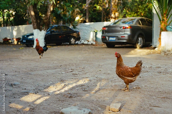 Fototapeta A rural scene featuring chickens wandering freely in a sunlit parking lot surrounded by tropical vegetation, adding a sense of rustic charm and pastoral tranquility. 35mm Film
