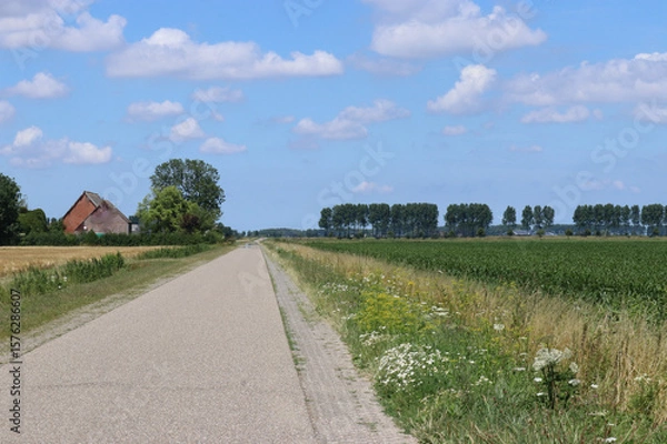 Fototapeta a beautiful rural landscape with a country road between green field with crops and a colorful verge with wild flowers and a blue sky with clouds in summer in Holland