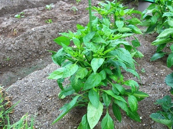 Obraz 家庭菜園のピーマン栽培