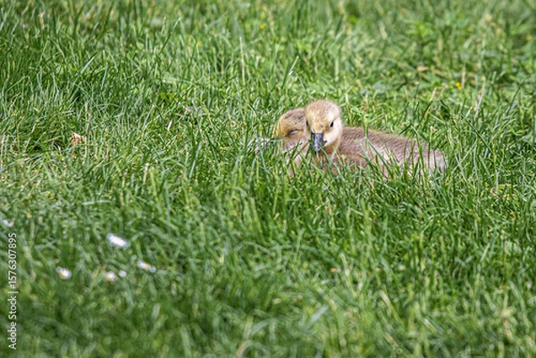 Obraz wild duck in the grass