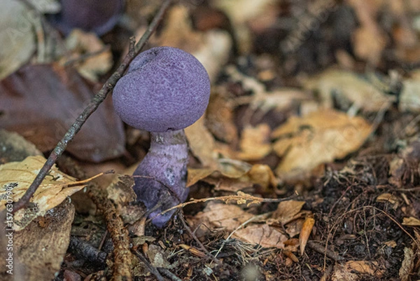 Obraz mushrooms in the forest
