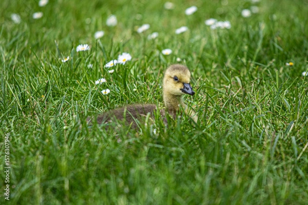 Obraz puppy in grass