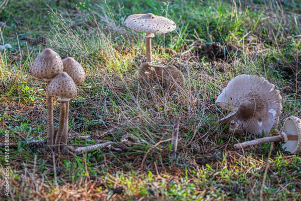 Obraz mushrooms in the forest