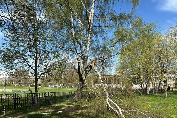 Fototapeta Tree trimming at a public park on a sunny day with clear skies and fresh green foliage