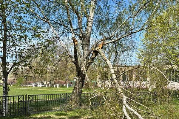 Fototapeta Birch tree damaged by storm with broken branches near park walkway in spring sunlight