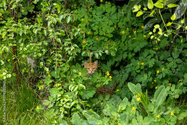 Fototapeta Un roux dans le vert