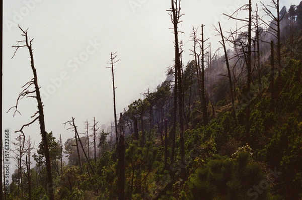 Fototapeta Misty forest scene capturing a blend of burnt trees and green vegetation on the side of a volcano. Evoking danger with fire and earth among natural beauty.