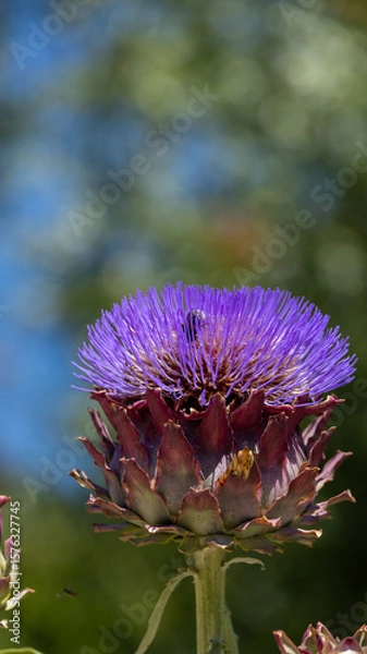 Fototapeta Chardon et abeille