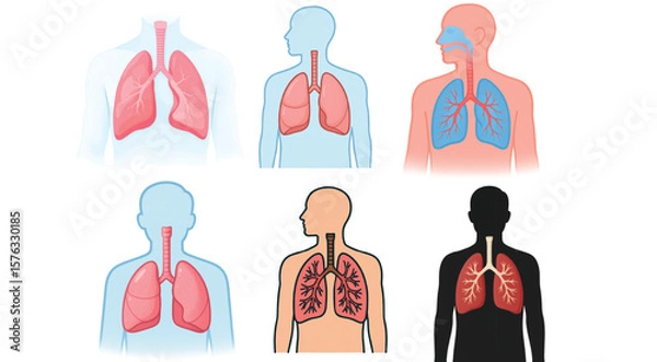 Obraz Human Lung Anatomy Vector Set – Respiratory System Medical Diagram Collection