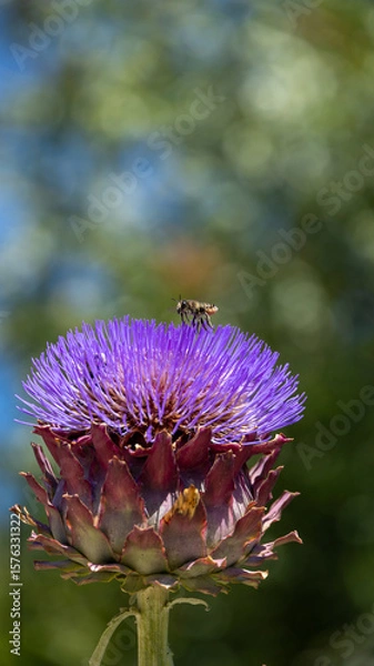 Fototapeta Chardon et abeille
