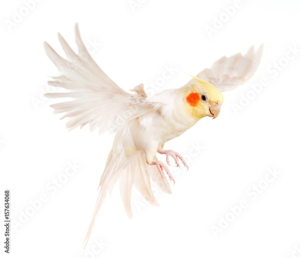 Obraz latająca szara nimfa