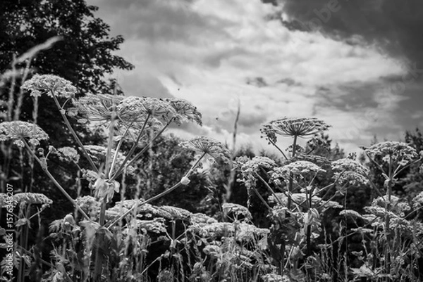 Obraz Herkulesstaude oder Bärenklau