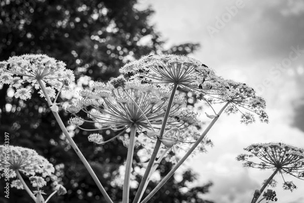 Obraz Bärenklau oder Herkulesstaude