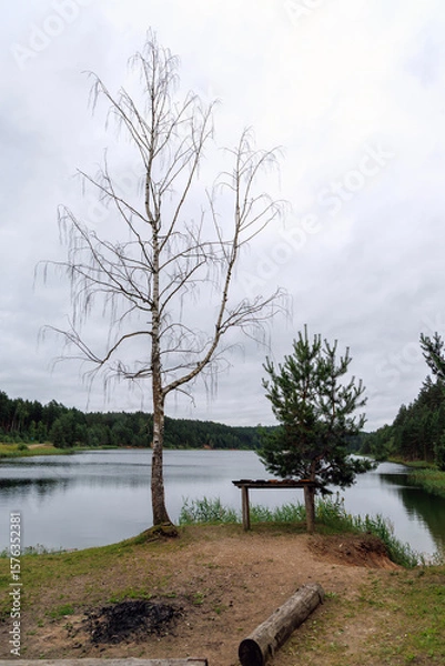 Fototapeta Quiet Lakeside View with Bare Birch and Pine