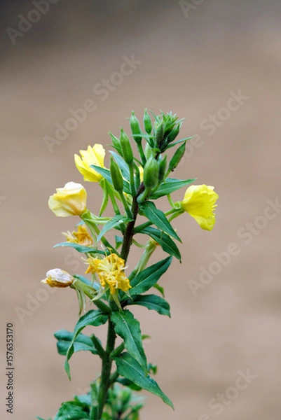 Fototapeta Delicate Yellow Wildflower in Bloom