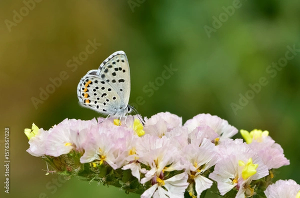 Fototapeta dotted and small, wild butterfly photos