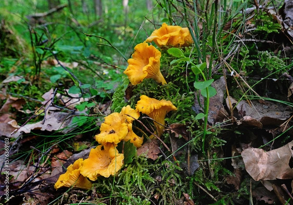 Fototapeta Chanterelle mushrooms in the forest