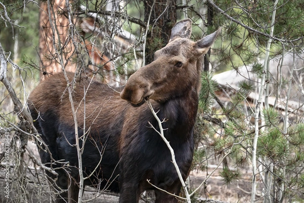 Fototapeta Portrait of a Moose having lunch in Yellowstone National Park