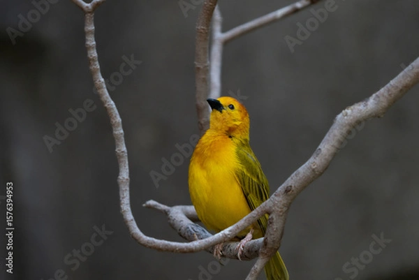 Fototapeta vibrant yellow taveta golden weaver is perched on a tree limb high above on a sunny day