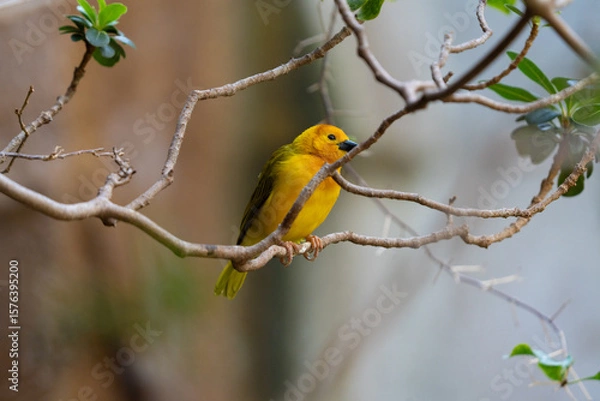 Fototapeta vibrant yellow taveta golden weaver is perched on a tree limb high above on a sunny day