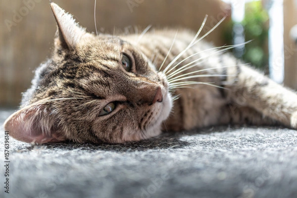 Fototapeta Cat lying relaxed on its side