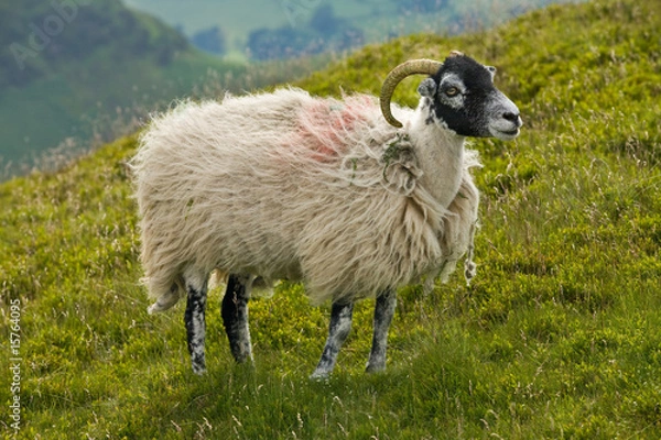 Obraz Swaledale ewe in Lake District, England