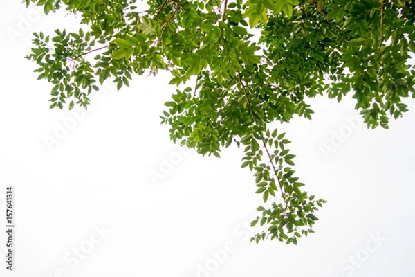 Fototapeta Green tree branch isolated