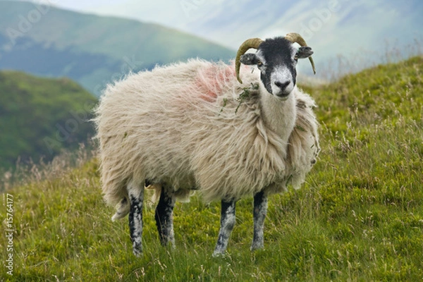 Obraz Swaledale ewe in Lake District, England