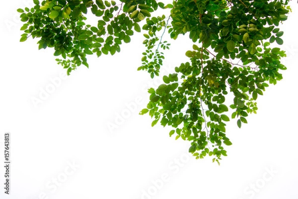 Obraz Green tree branch isolated