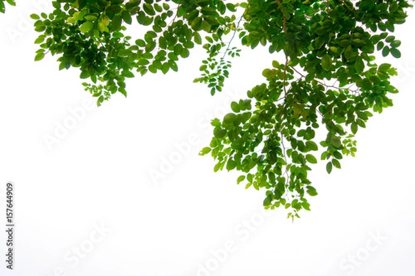 Obraz Green tree branch isolated