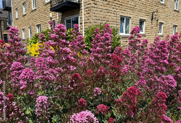Fototapeta Pink flowers bloom abundantly in front of a building, creating a lively contrast with the stone facade. The sunny day enhances the colors of both the flowers and the building in, Shipley, Bradford, UK