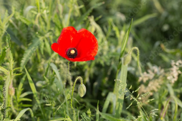 Obraz Isolated poppy