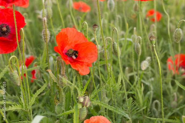 Obraz Poppies