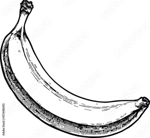 Fototapeta A detailed black and white drawing of a single curved banana on a plain white background image art