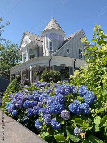 Fototapeta A private house in Newport, RI with blooming hydrangeas in front of it.