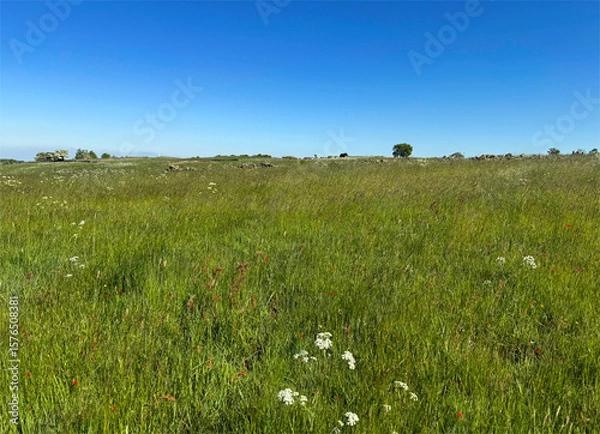 Fototapeta A vast green meadow stretches under a clear blue sky, dotted with small white flowers throughout the grass. In the distance, a few trees and shrubs break the horizon in, Allerton, Bradford, UK