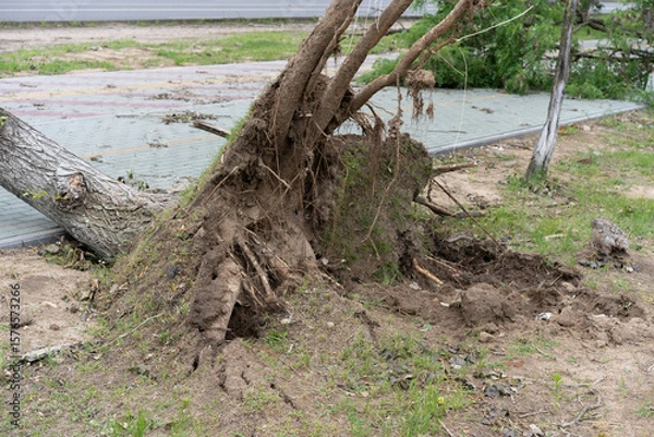 Fototapeta An uprooted tree lies fully across a mixed grassy and dirt surface, with exposed roots and clinging soil.