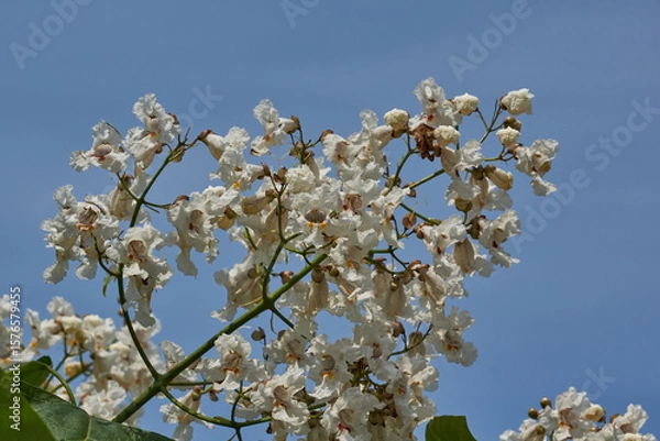 Fototapeta Catalpa flowers and inflorescences on the background of a tree crown. Catalpa blooms in the garden. Catalpa (lat. Catalpa) is a genus of plants in the Bignoniaceae family.