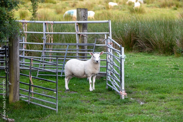 Obraz Sheep Standing in a Metal Gate Holding Pen or Stock Fold on a Farm