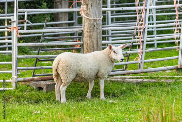 Obraz Sheep Standing in a Metal Gate Holding Pen or Stock Fold on a Farm