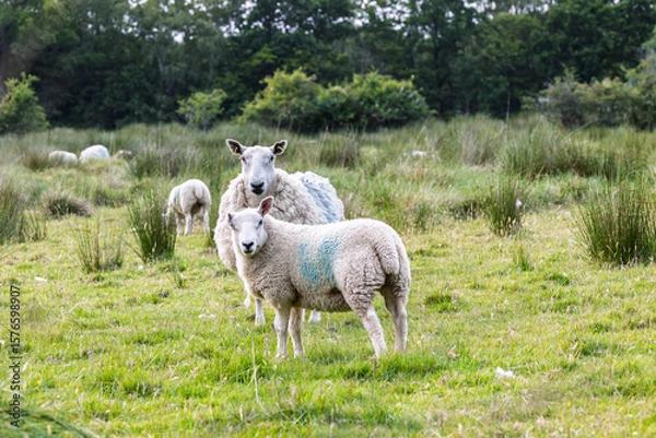 Obraz Curious Ewe and Lamb in a Green Field Looking at Viewer