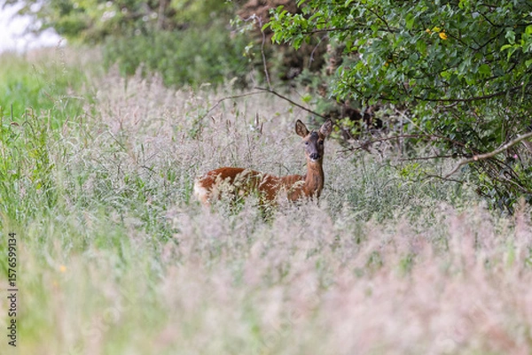 Obraz Alert Roe Deer Doe in Tall Grass in Farm Meadow Beside Trees
