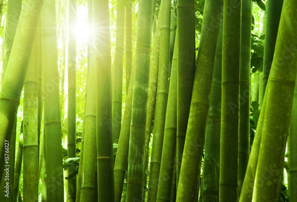 Fototapeta Bamboo forest.