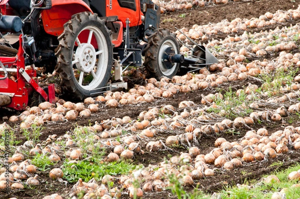 Fototapeta 玉葱の収穫
