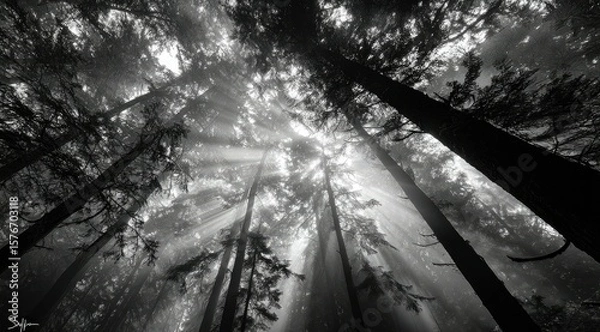 Fototapeta A dramatic, low-angle black and white shot of sun rays piercing through a misty forest canopy, illuminating tall tree trunks