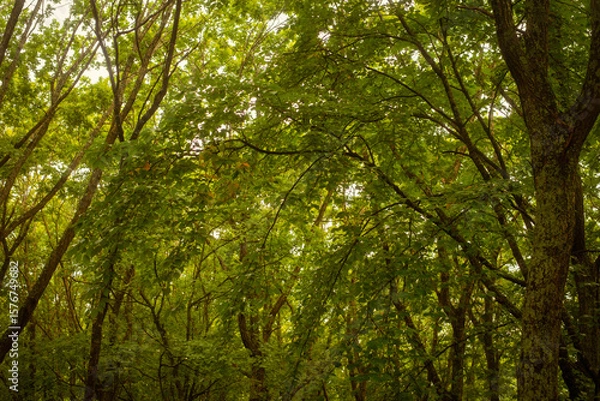Fototapeta 北海道の深林